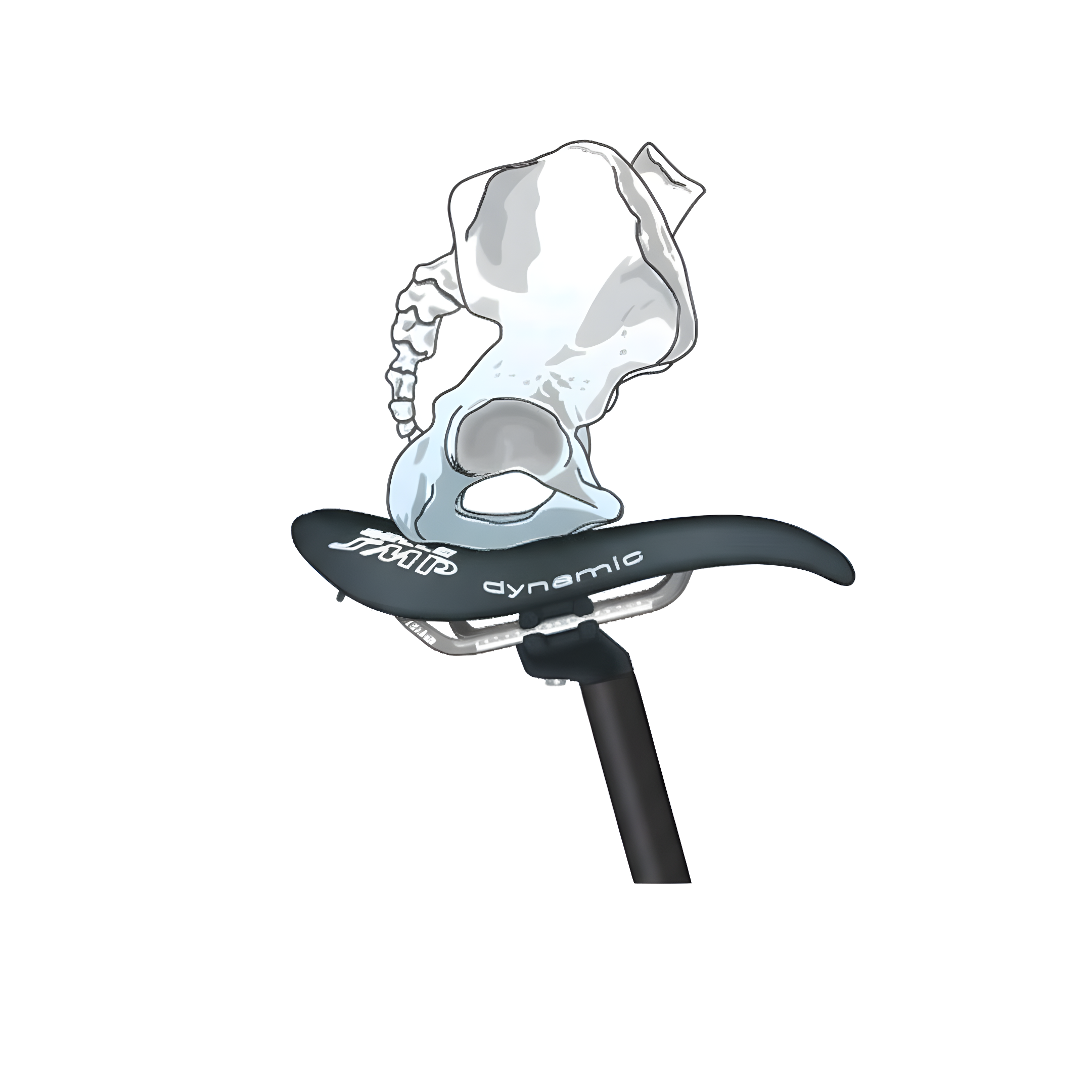 Schema anatomico del bacino in posizione seduta su sella SMP, evidenziando ossa ischiatiche, nervo pudendo e zone perineali