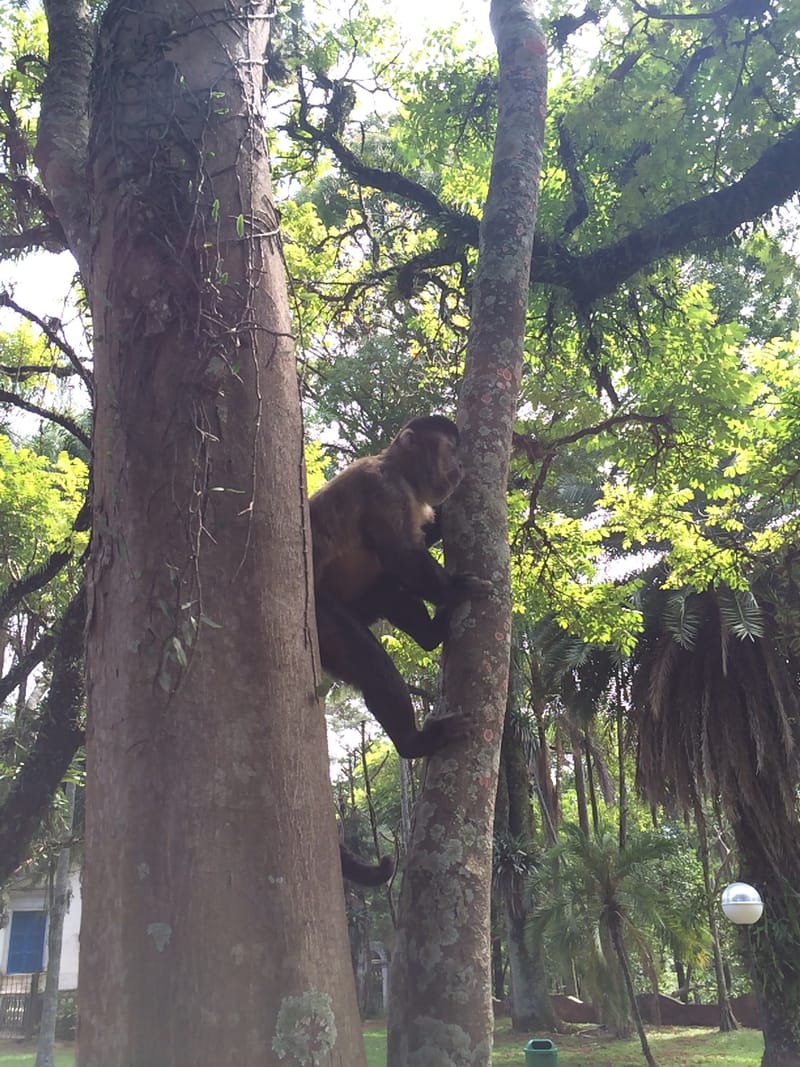 Parque estadual Pico do Jaraguá em São Paulo