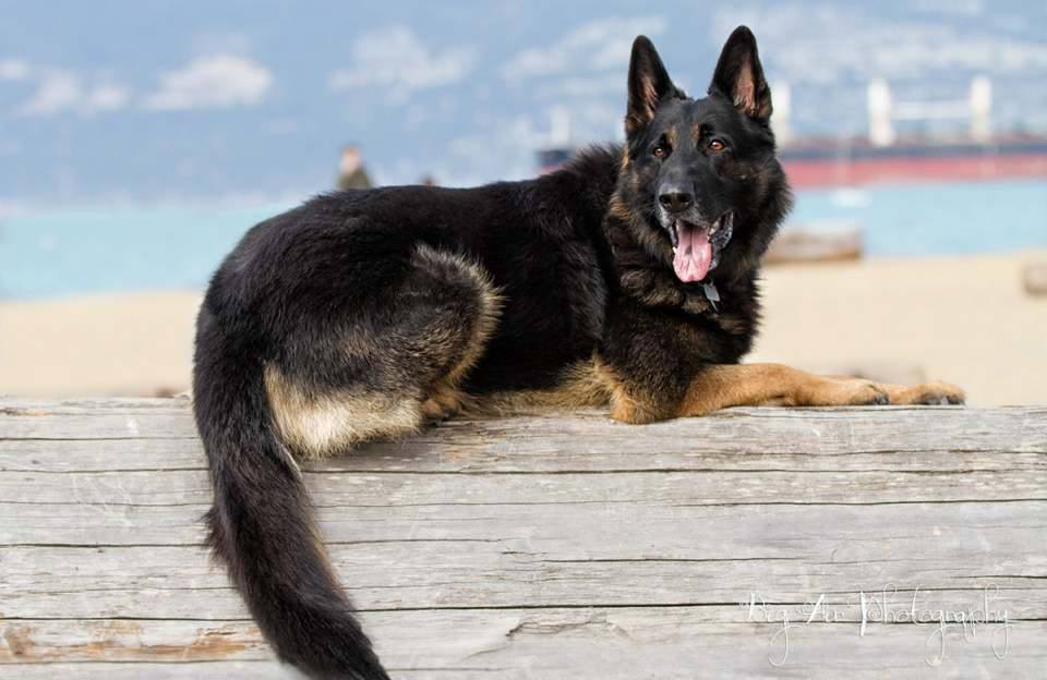 Why Kitsilano Dogs of All Sizes Thrive at Pawty Mansion