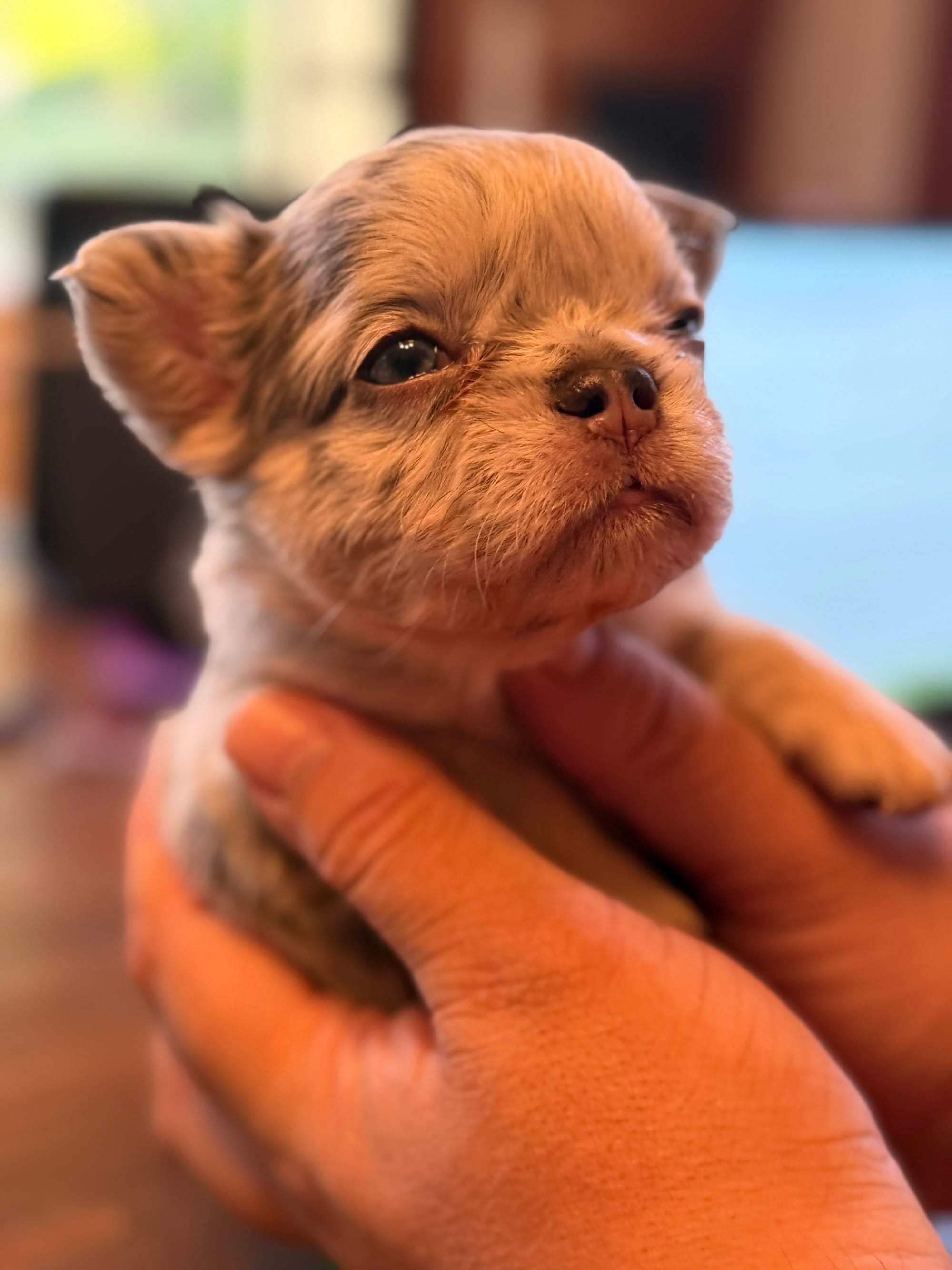 When Can Puppies Start Daycare? A  Guide for Vancouver Families