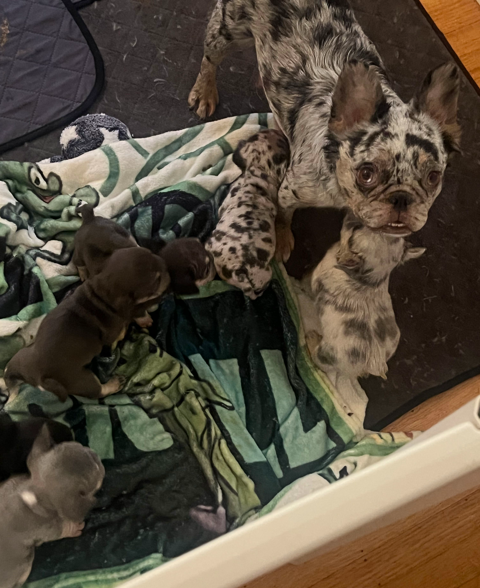 Caring for Rare, High Value Puppies - Why Vancouver Families Choose Pawty Mansion