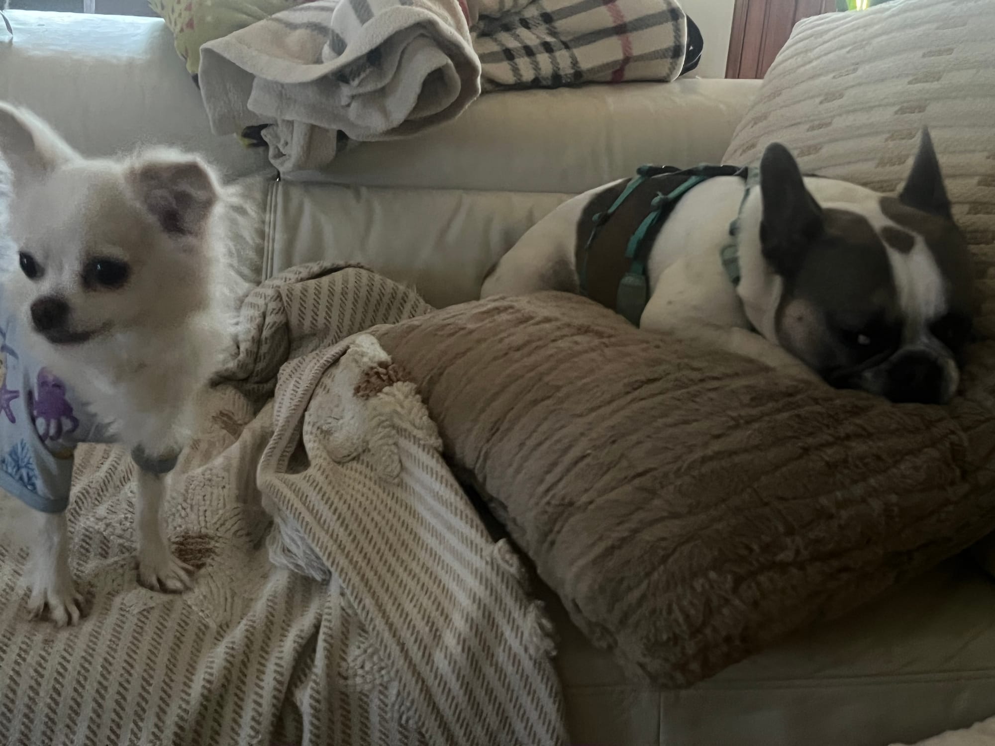 What to Pack for Dog Boarding in Vancouver