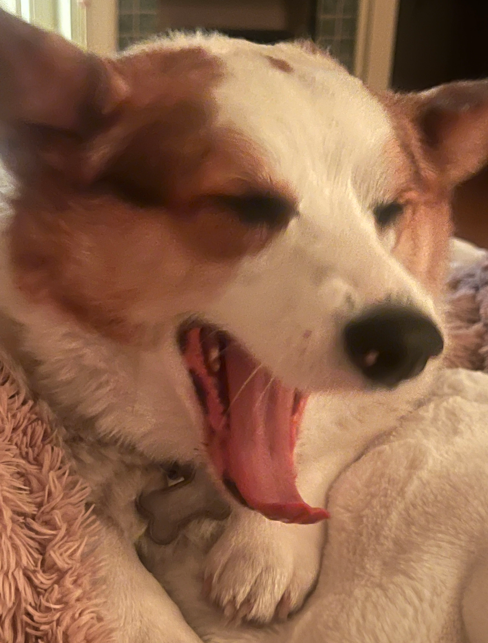 Dog Kennels in Vancouver - What Most People Don’t Realize (And Why Pawty Mansion Feels Completely Different)