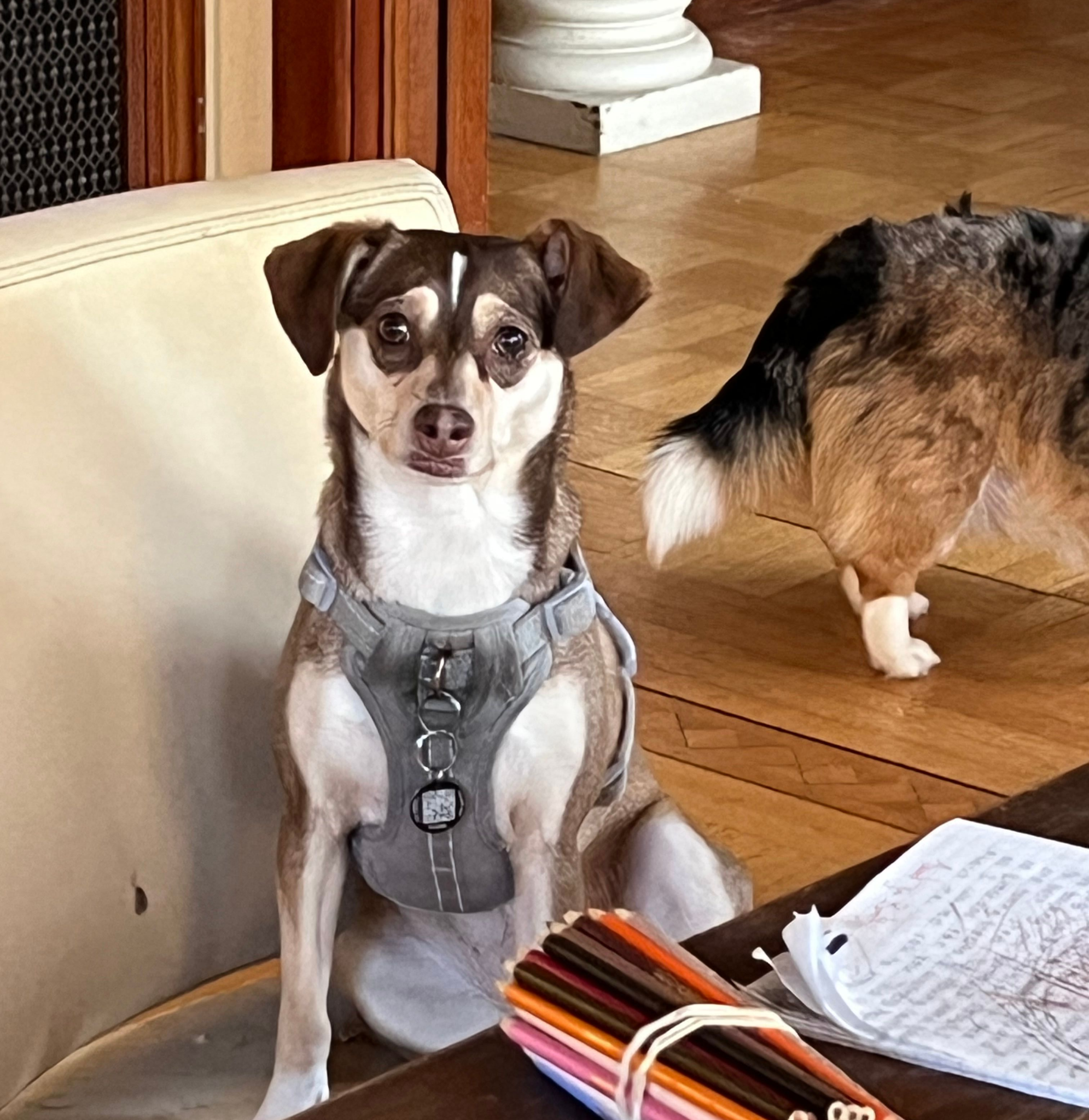 Why Sensitive, Anxious, or Velcro Dogs Need a Home Based Daycare (Not a Warehouse)