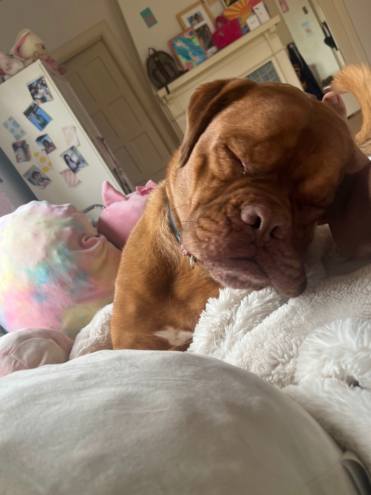 Dog Boarding in Vancouver - What Parents Should Look For