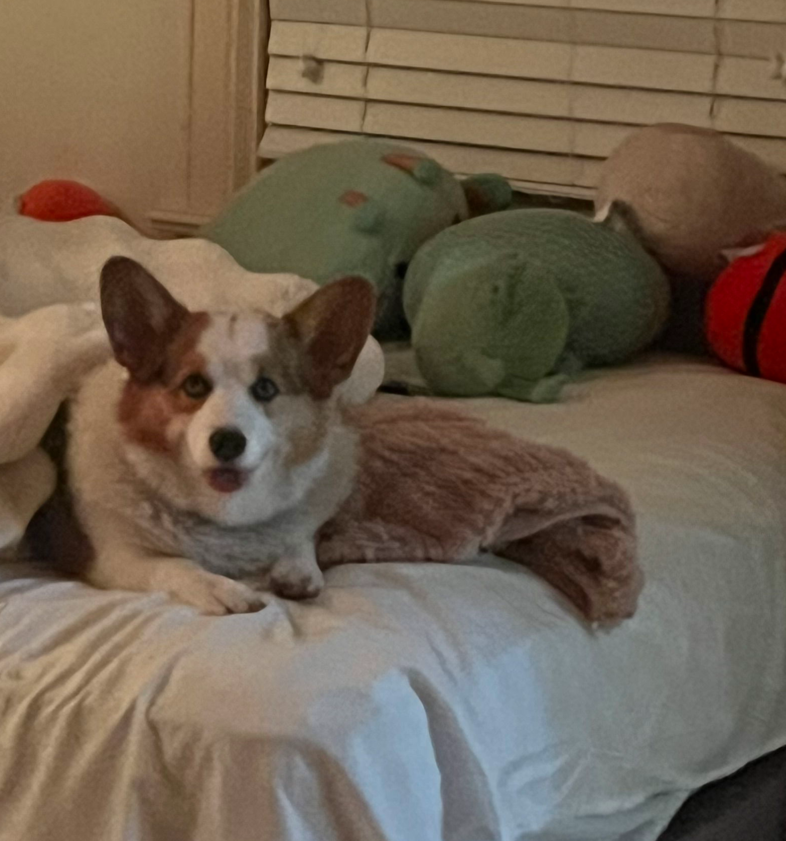 Why Vancouver Dog Parents Choose Boutique, Home Boarding Over Traditional Kennels