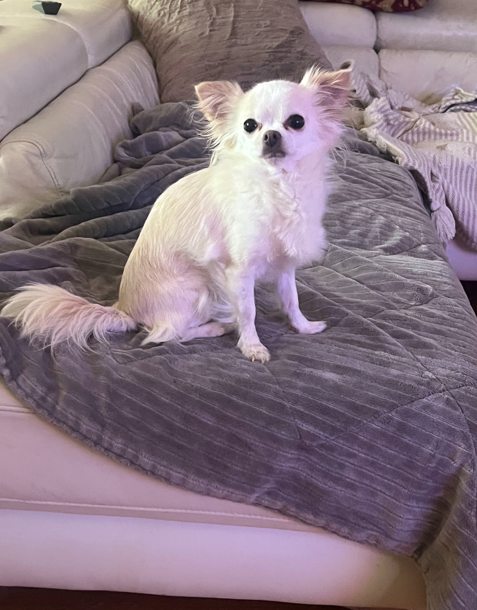 Boutique Dog Boarding in Vancouver With Stress Free YVR Travel Support