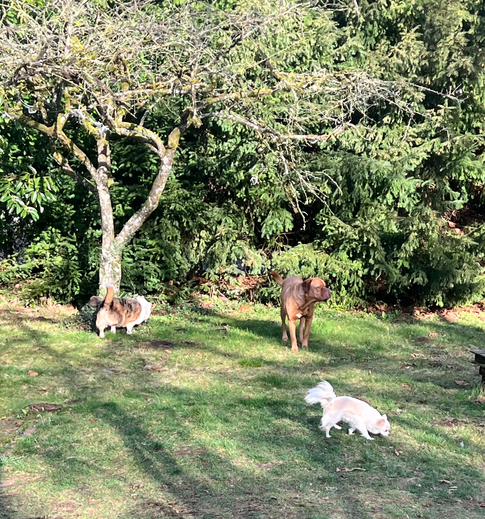 Dog Daycare Kitsilano - A Calm, Home Based Alternative to Busy Facilities