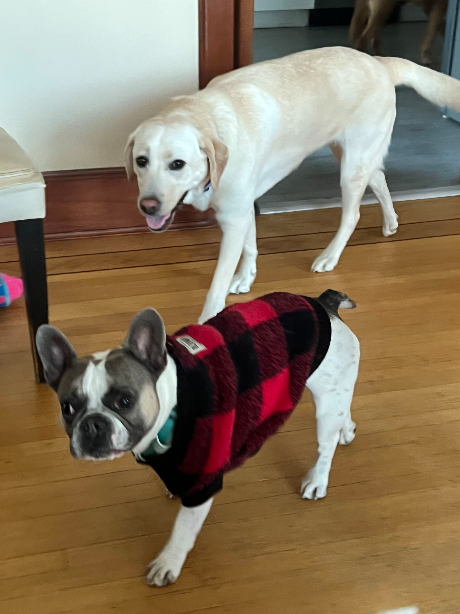 What Home Based Dog Boarding at Pawty Mansion Really Feels Like for Sensitive Vancouver Dogs