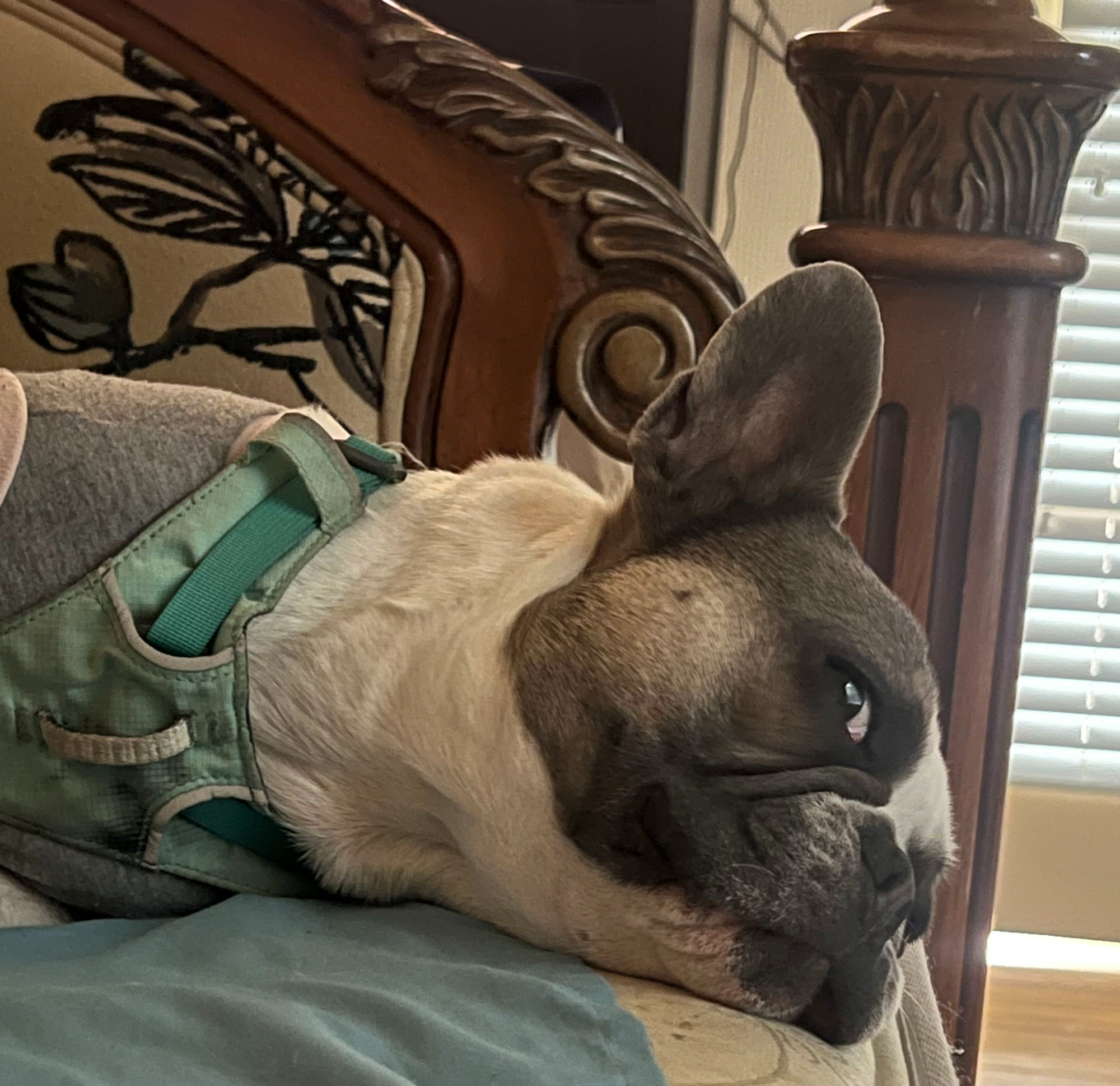 Dog Boarding West Vancouver -Boutique Home Based Overnight Care Near YVR