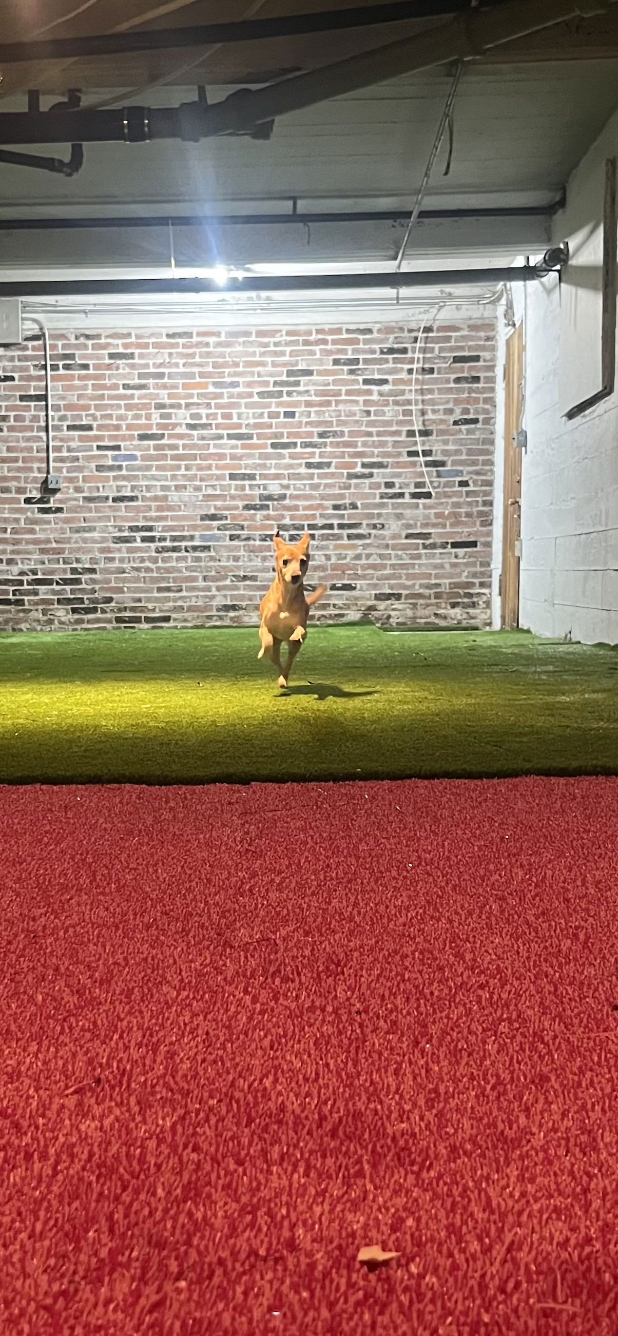 Physical Safety in Dog Daycare - Why Stability, Familiarity, and Calm Environments Matter for Vancouver Dogs