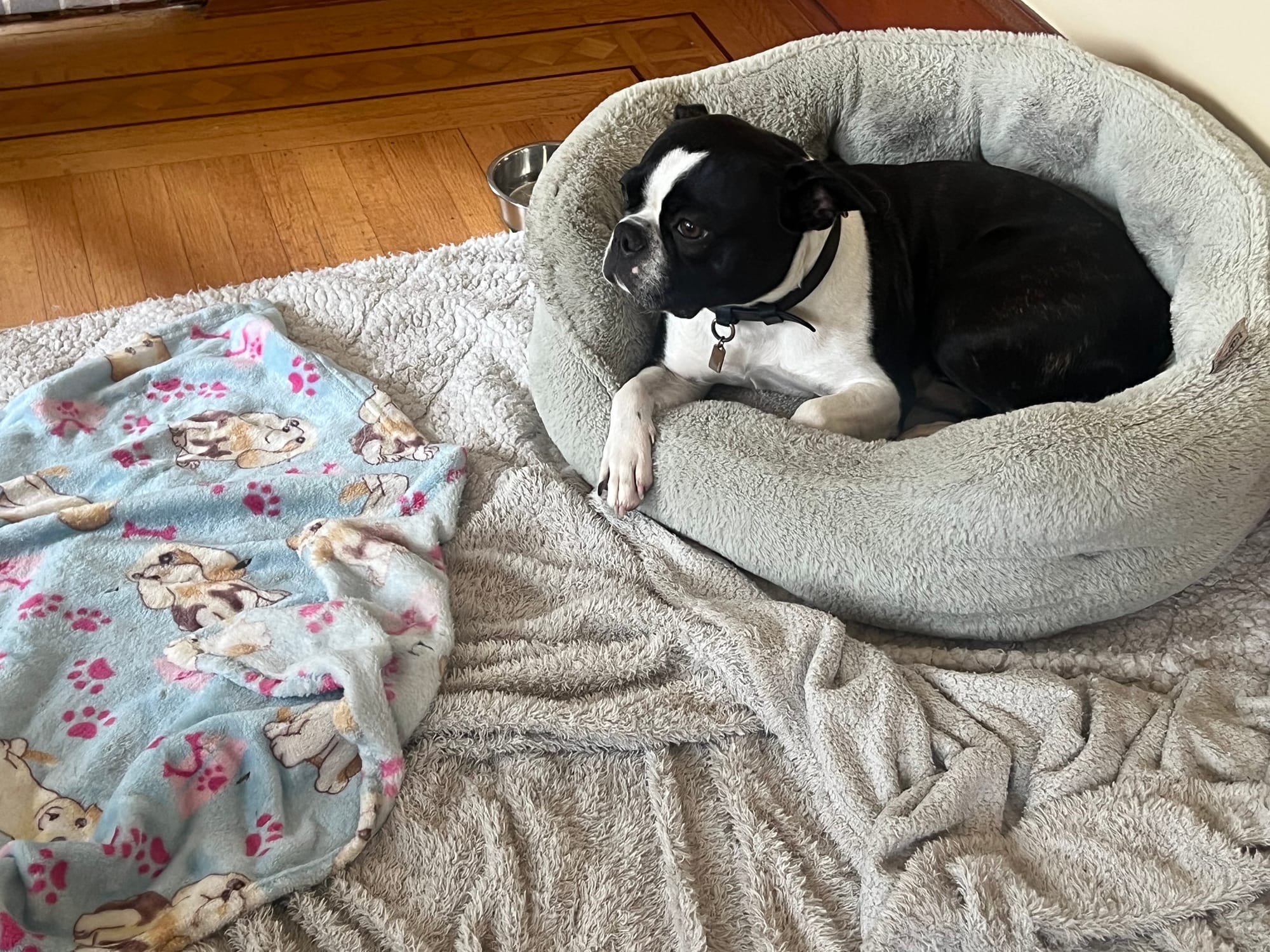 Why Long Term Dog Boarding Feels Safer in a Real Home With 24/7 Human Presence