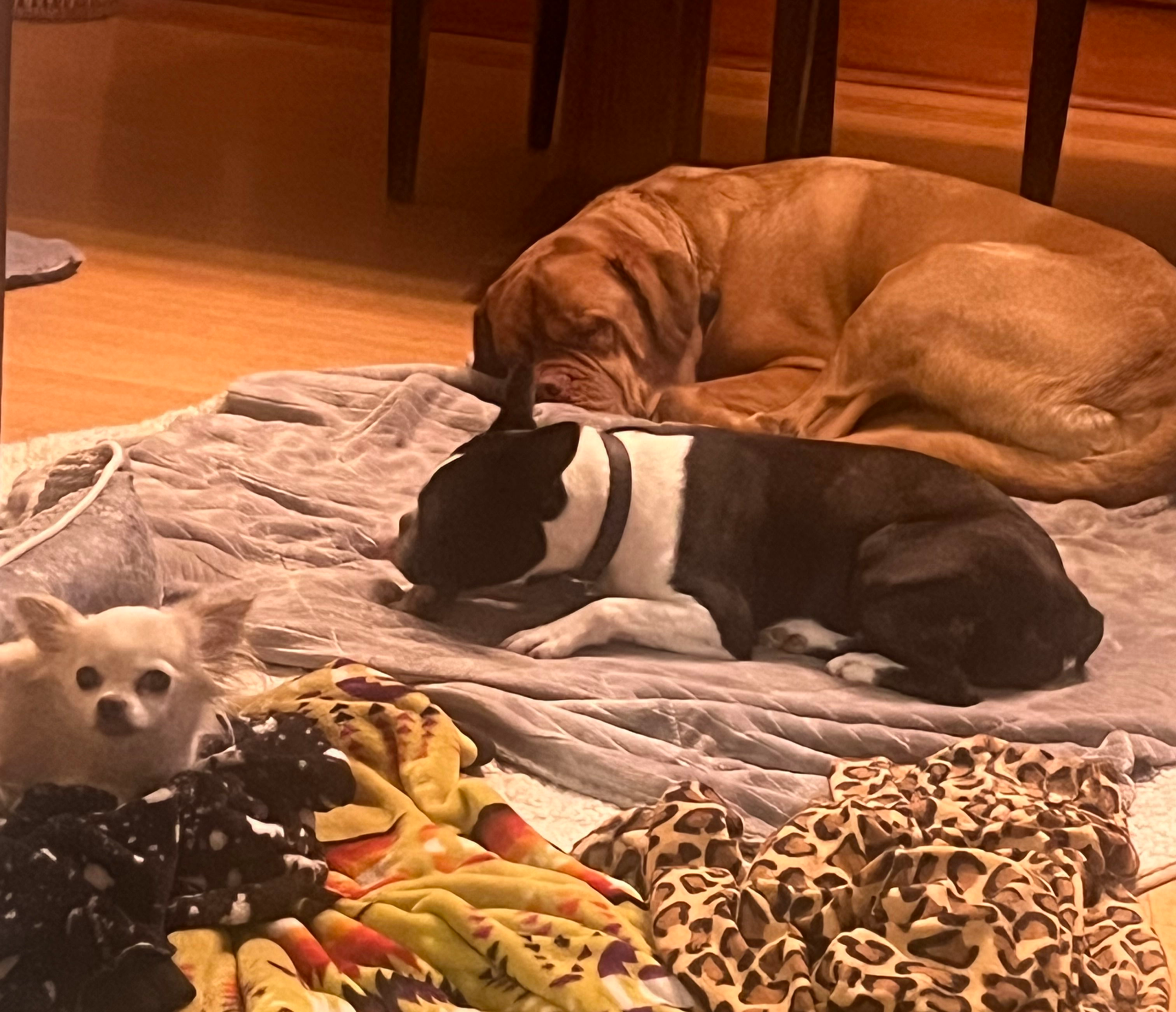 The Real Difference Between Dog Daycare and Dog Boarding in Vancouver