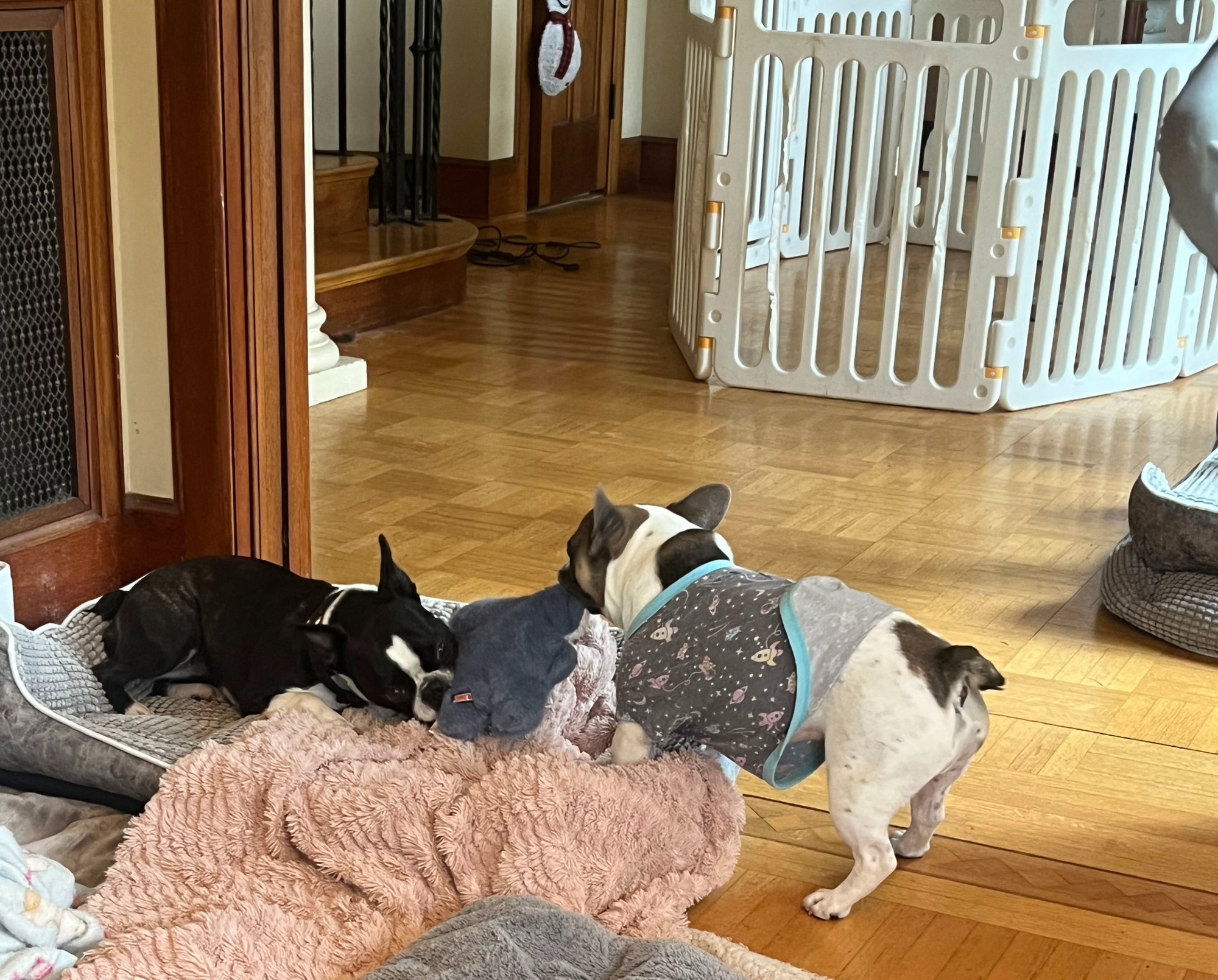 Why We Don’t Accept Every Dog – Pawty Mansion Vancouver