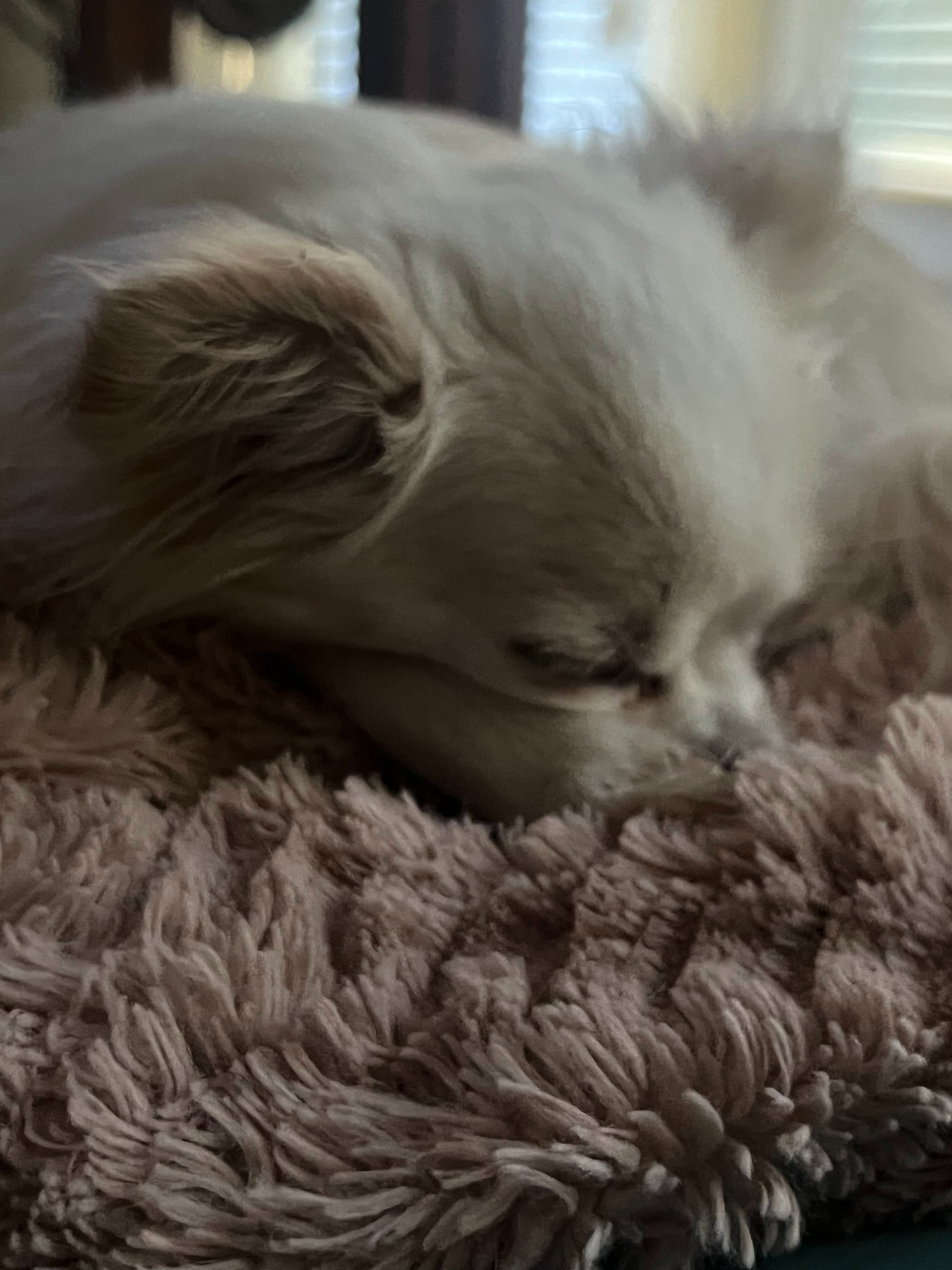 The Kerrisdale Small Dog Guide - Luxury Care for Your Tiny Best Friend