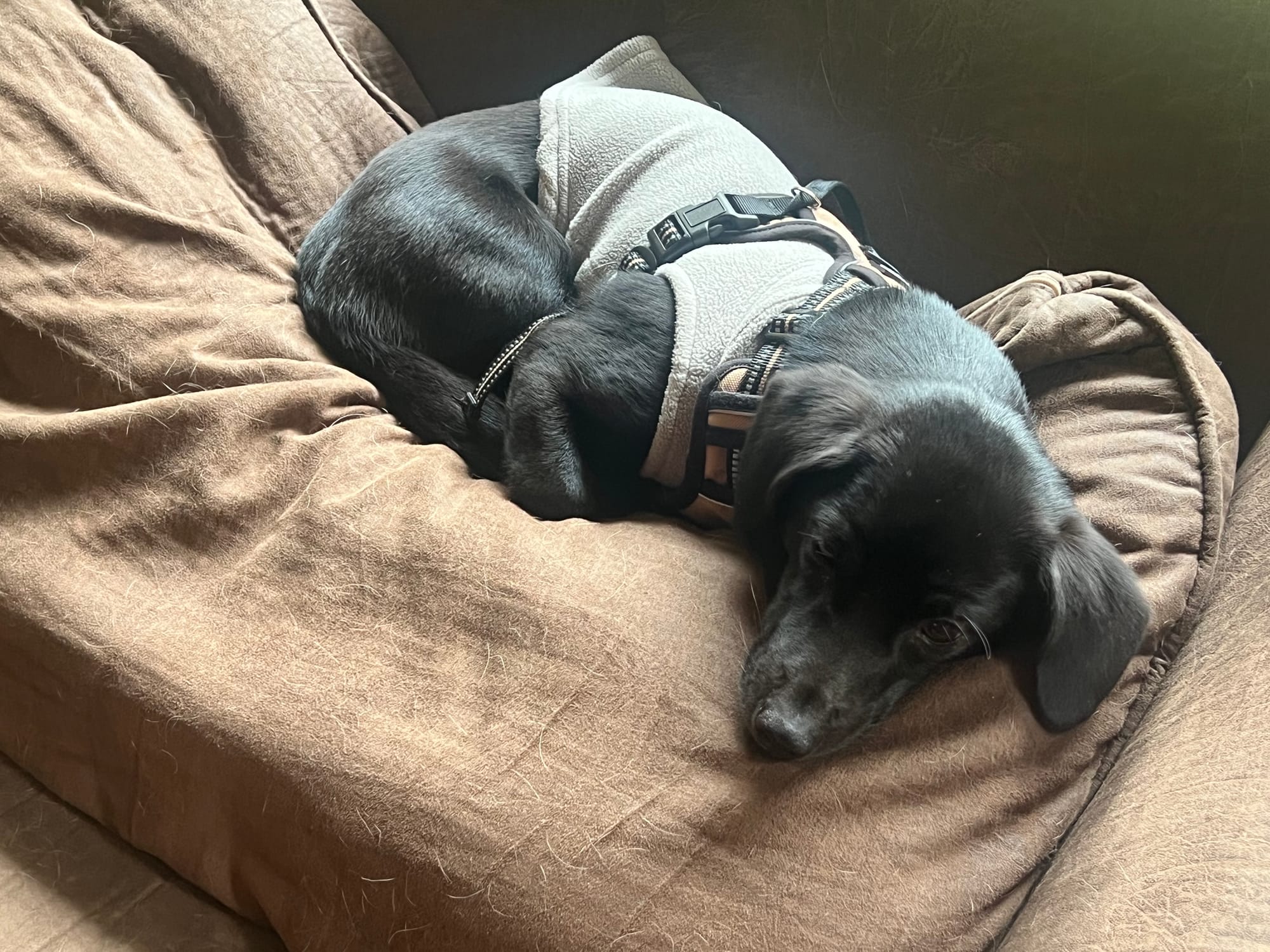 Canine Mental Health - Why Your Dog’s Nervous System Deserves a Residency, Not a Kennel