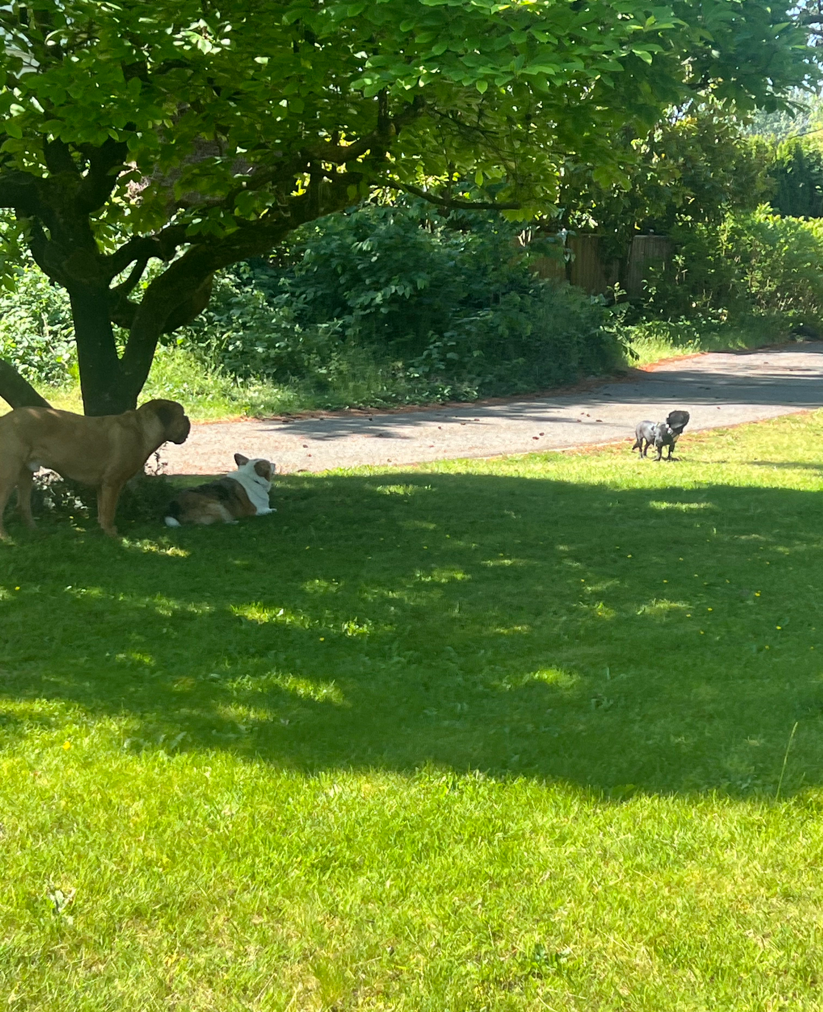 Why the Right Environment Matters: Why We Approach Private Dog Boarding Like an Elite Private Academy