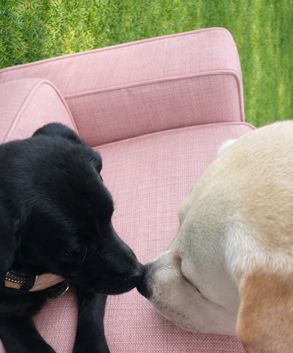 Vancouver Dog Daycare - Why Your WFH Dog Still Needs Enrichment