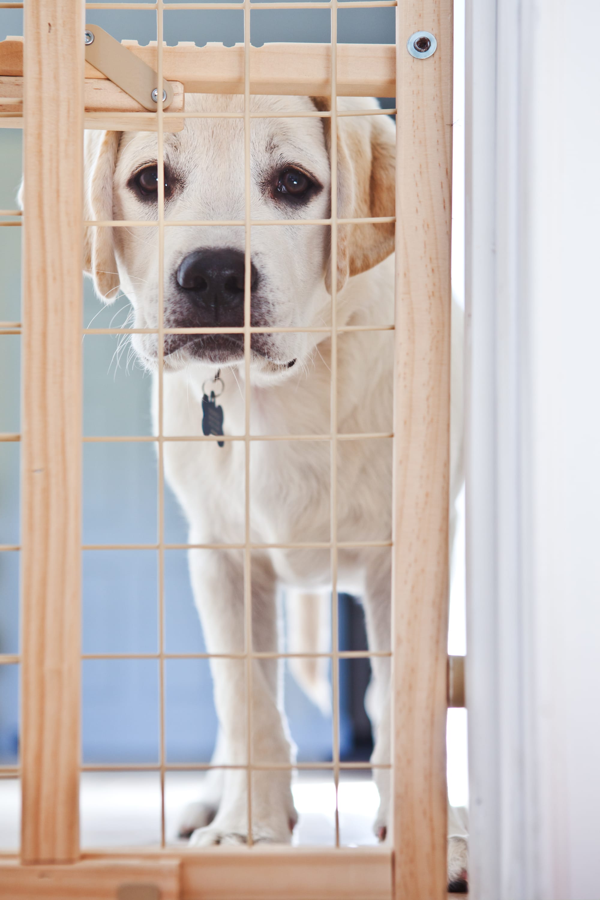 Why Some Dogs Struggle With Boarding (And How to Support Them)