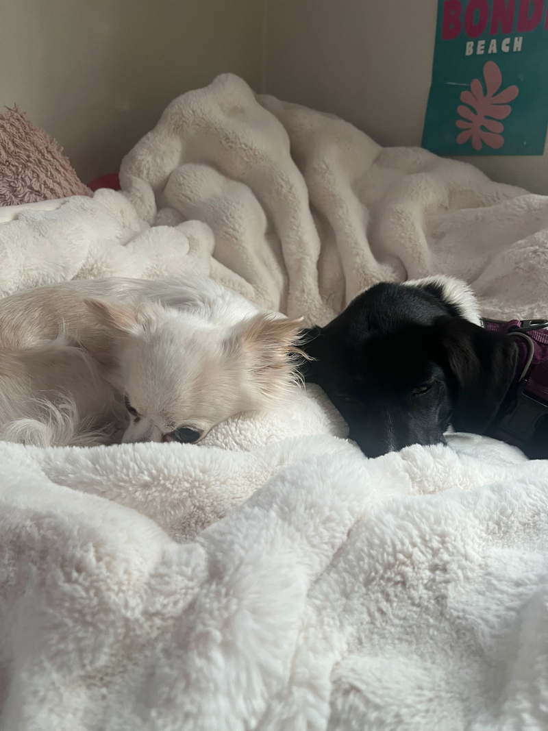 Why Sensitive Dogs Struggle With Constant Door Activity in Busy Boarding Facilities