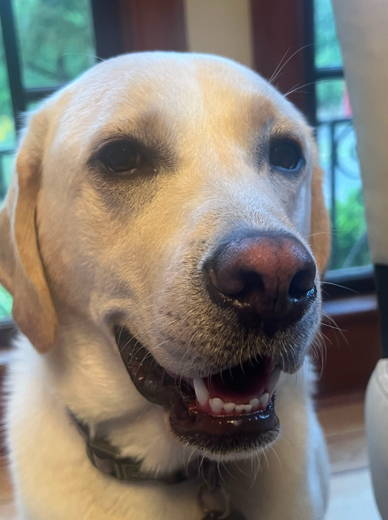 Why Vancouver Westside Dogs Thrive in Calm, Home Based Daycare & Boarding