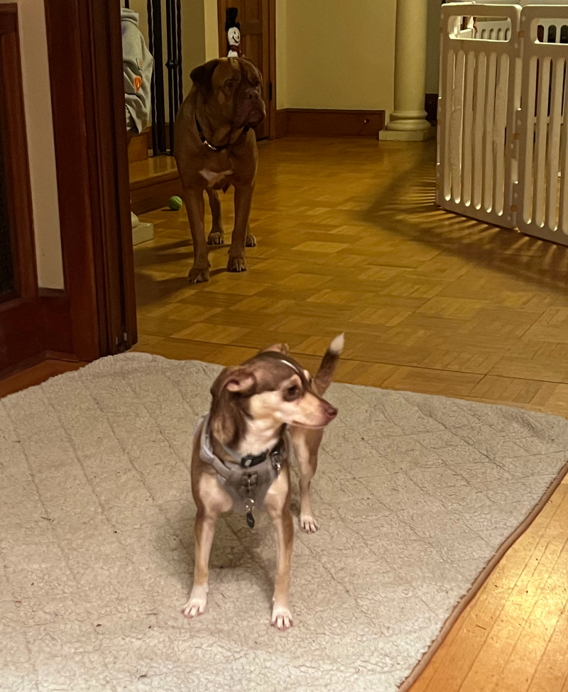 What Luxury Dog Daycare & Boarding Really Mean in Vancouver