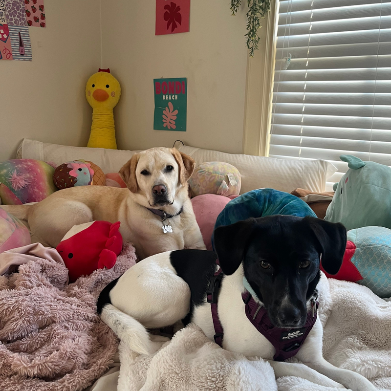 Long Term Dog Boarding in Vancouver - Boutique, Home Based Care for Extended Stays