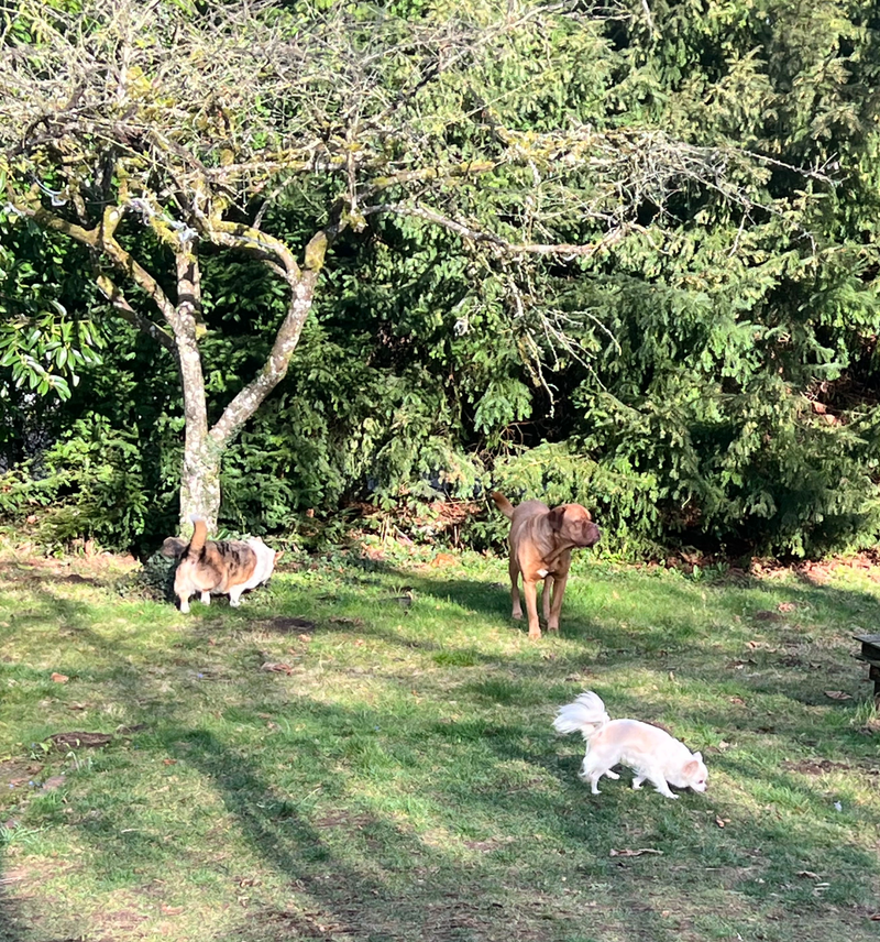 Dog Daycare Kitsilano - A Calm, Home Based Alternative to Busy Facilities