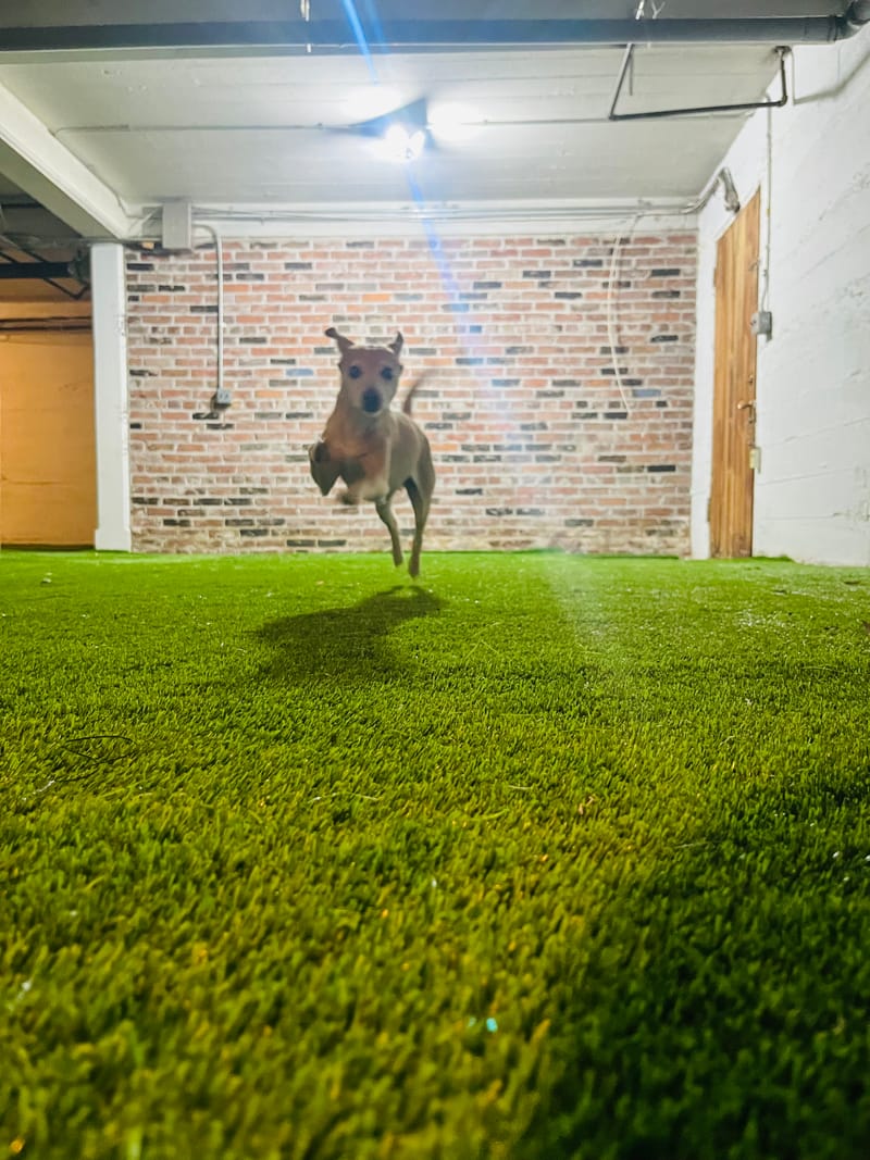 Dog Daycare in Vancouver - A Home Based, Low Volume Alternative