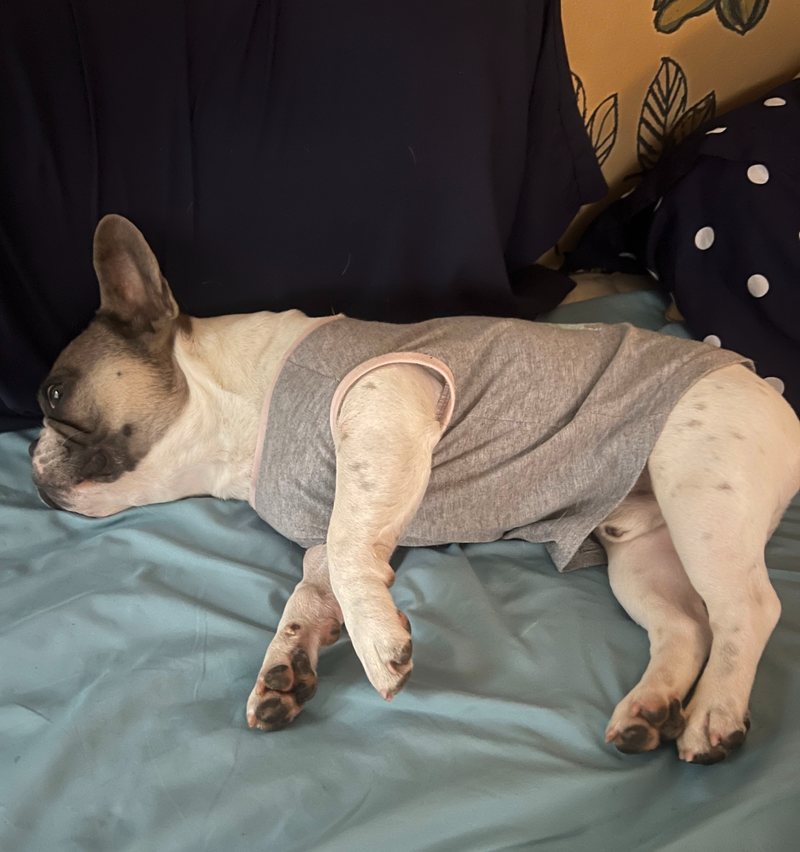 Boutique Dog Boarding in Vancouver - A Day in the Life Inside a Calm, Home Based Retreat