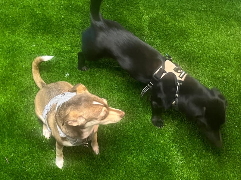 Dog Daycare Vancouver - How Small, Familiar Groups Help Dogs Build Meaningful Friendships