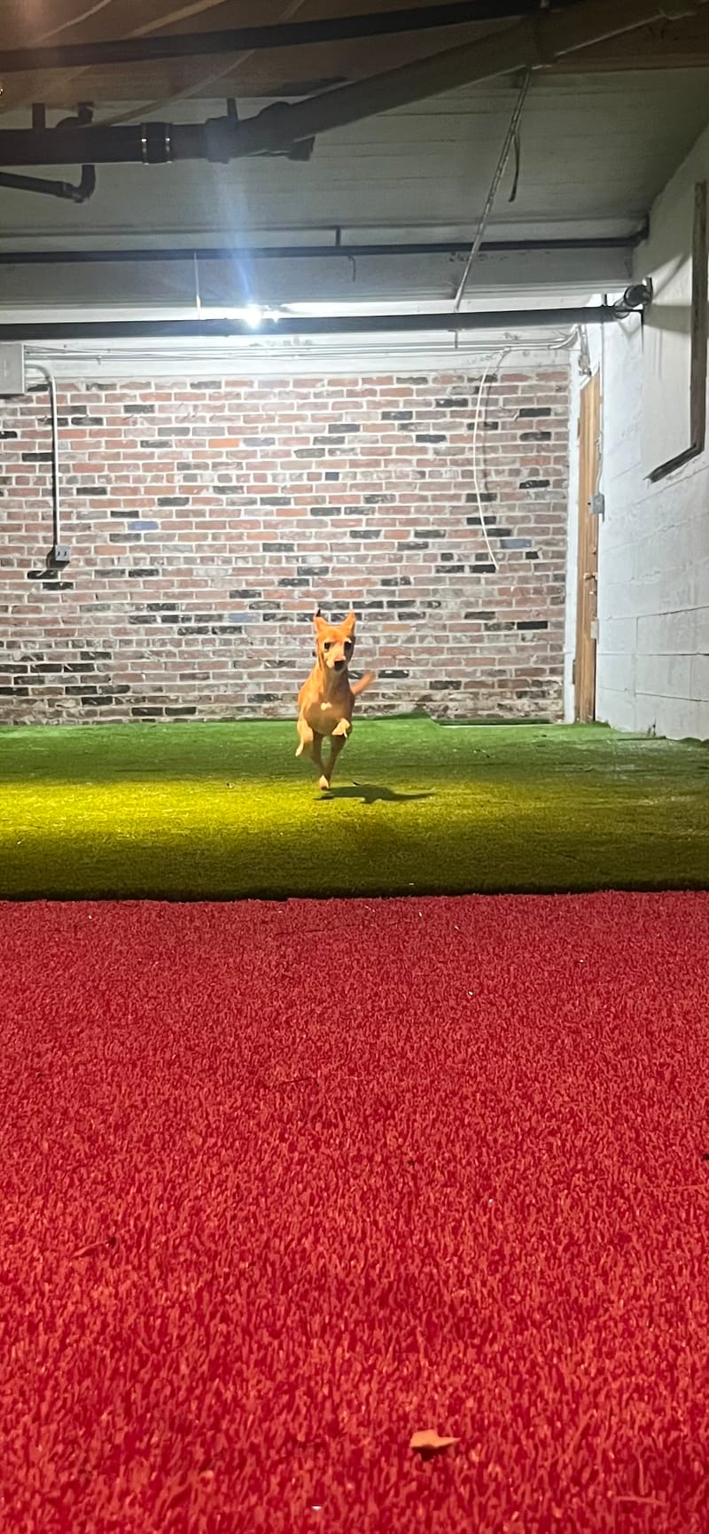 Physical Safety in Dog Daycare - Why Stability, Familiarity, and Calm Environments Matter for Vancouver Dogs