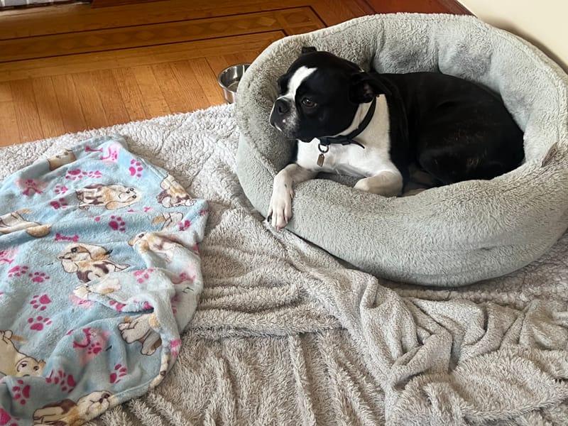 Why Long Term Dog Boarding Feels Safer in a Real Home With 24/7 Human Presence