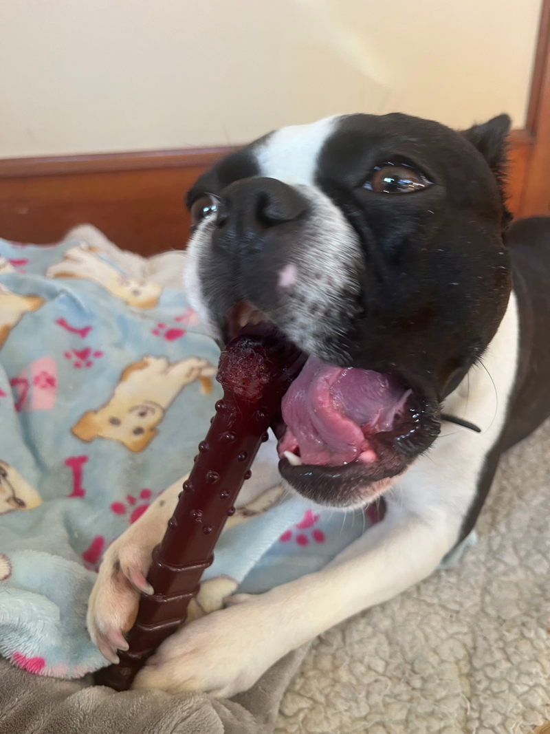 What Emotional Safety Really Means in Dog Boarding