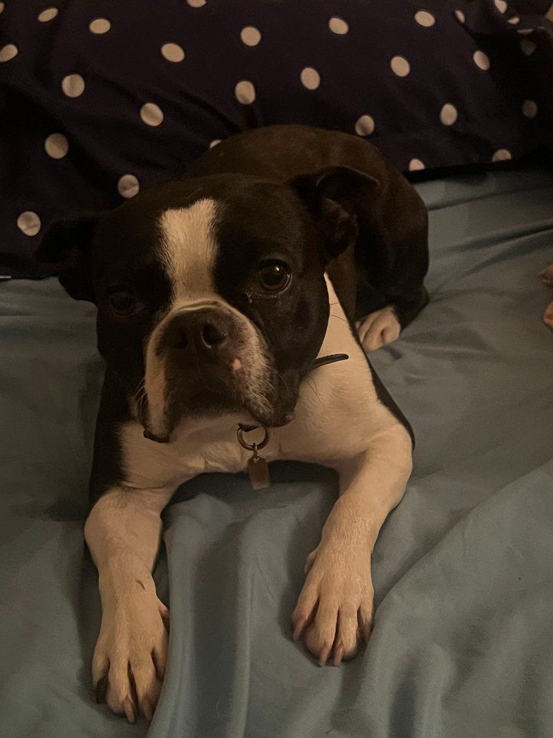 Pawty Mansion - Quality Dog Boarding in Vancouver vs. Kennels