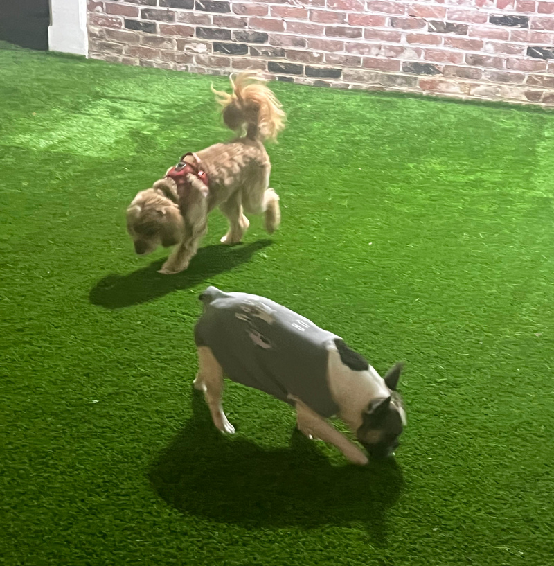 Boutique Dog Daycare & Home Based Boarding for Mount Pleasant Families