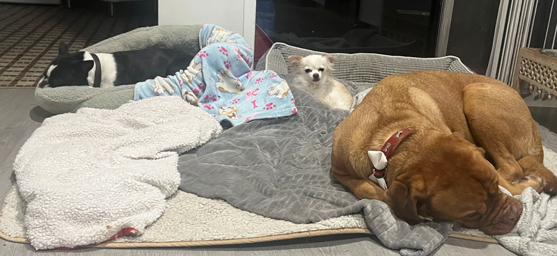 Pawty Mansion - The Best Home Based, Low Volume Dog Boarding in Vancouver