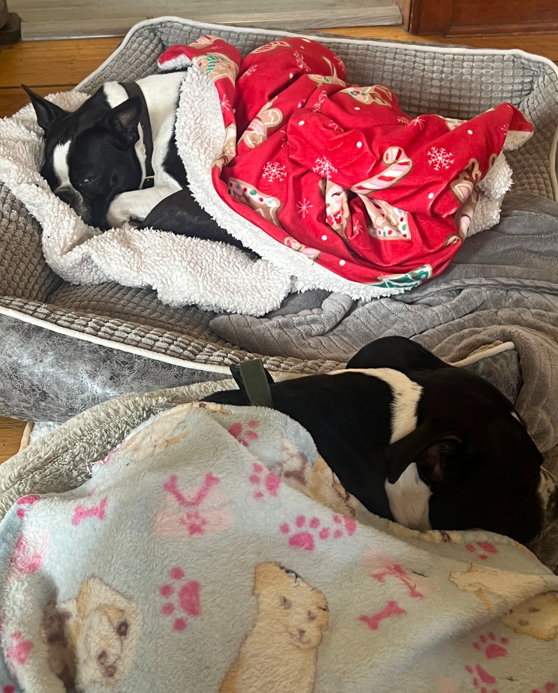 Dog Boarding vs. Dog Sitting vs. Dog Daycare in Vancouver - How to Choose the Right Fit for Your Dog