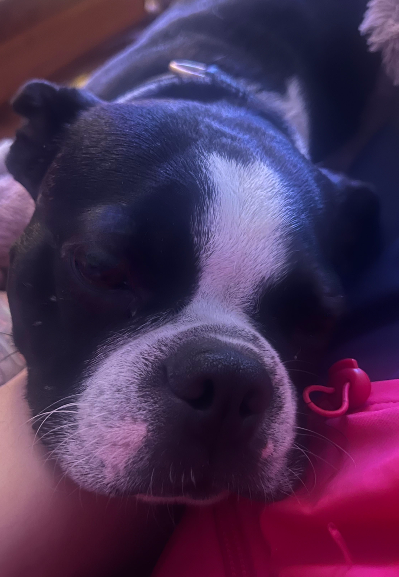 The Emotional Side of Boutique Dog Boarding - Pawty Mansion