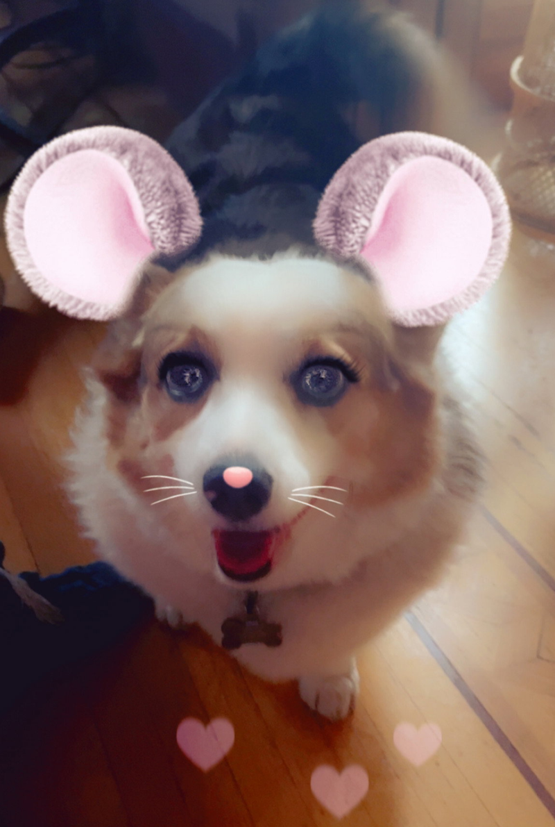 Vancouver Dog Owners’ Guide to a Calm Easter: Food Safety and Sensory Balance