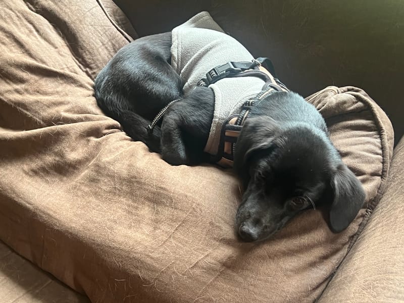 Canine Mental Health - Why Your Dog’s Nervous System Deserves a Residency, Not a Kennel