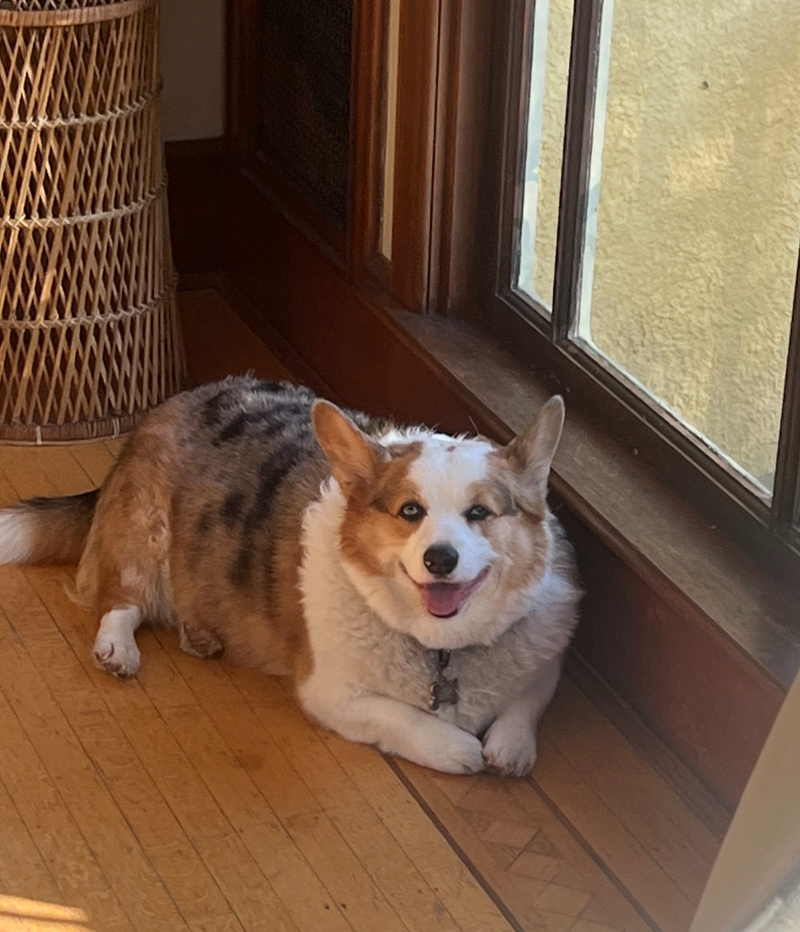 The Velvet Rope - Why Your Dog’s Social Life Should Be "Invitation-Only"