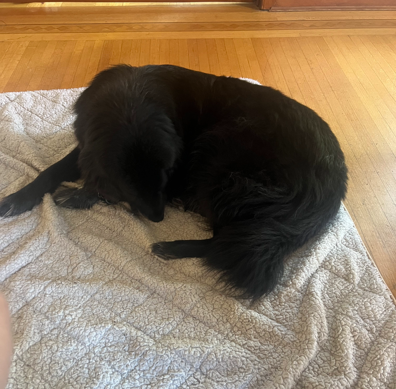 Creating a Sanctuary - Why Pawty Mansion is the Premier Choice for Rescue Dogs