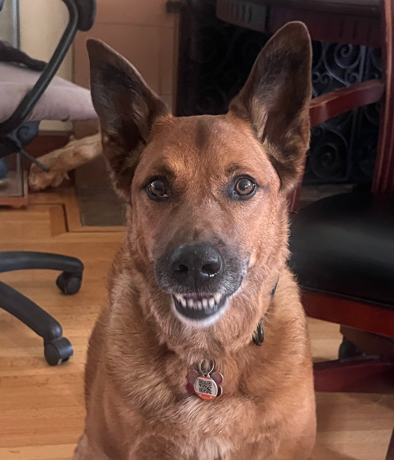 The Real Reason Many Dogs Struggle With Peer‑to‑Peer Daycare and Boarding