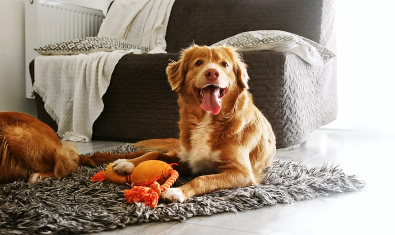 How Often Should Dogs Go to Daycare?