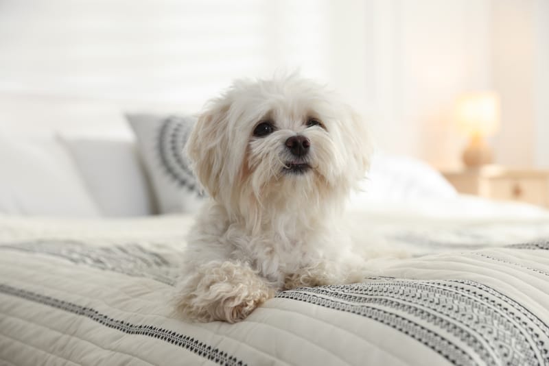 The Real Difference Between Stress, Fear, and Anxiety in Dogs