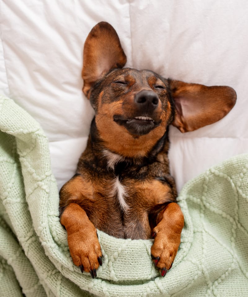 Understanding Nervous, Sensitive, and Anxious Dogs and How to Choose the Right Boarding Environment