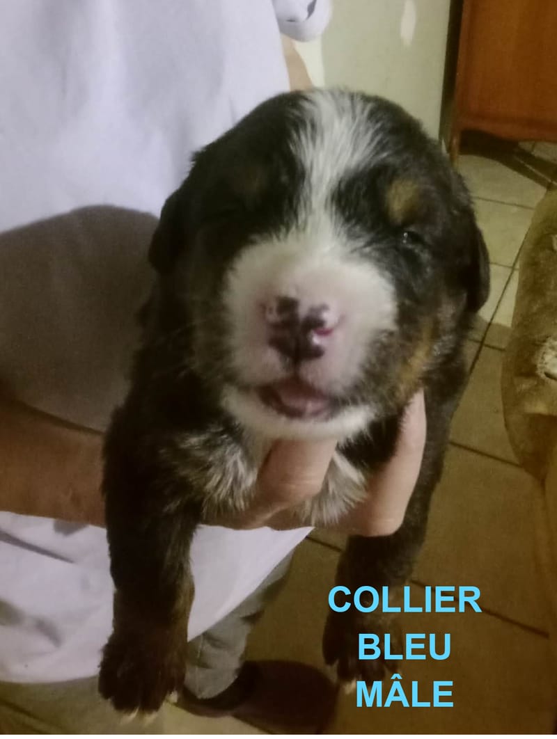 COLLIER BLEU MÂLE RESERVE