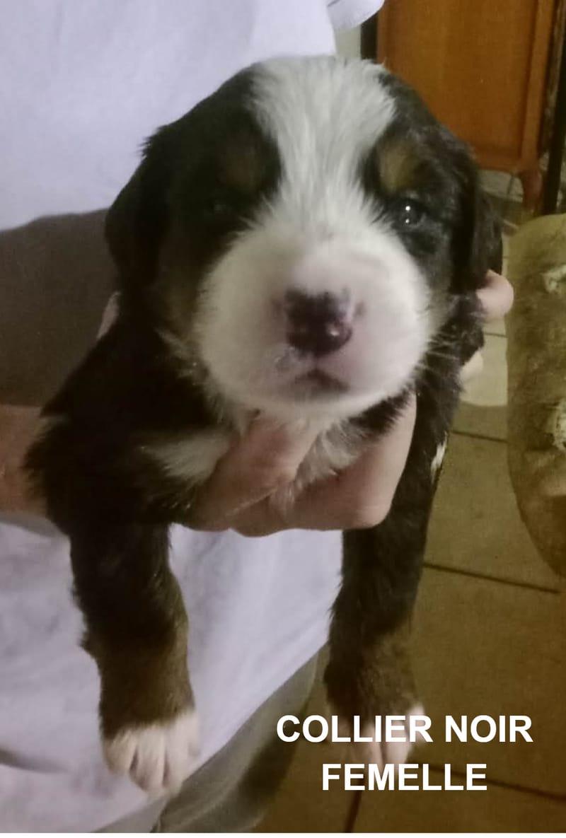 COLLIER NOIR FEMELLE RESERVEE