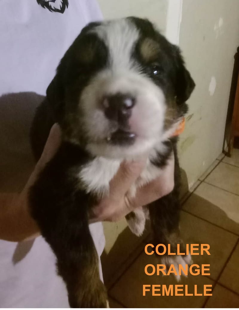 COLLIER ORANGE FEMELLE RESERVEE